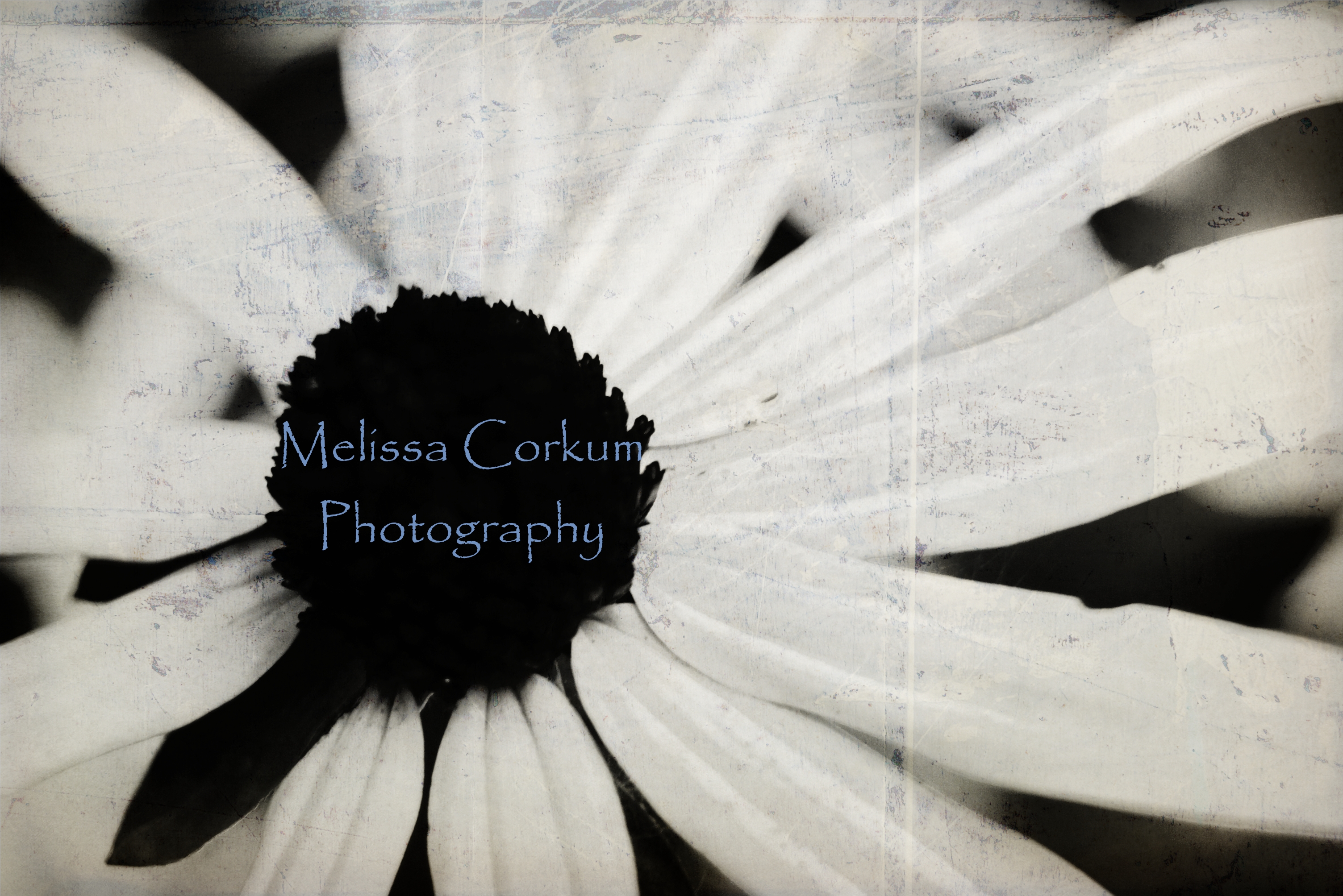 Melissa Corkum Photography http://photography.thecorkums.com